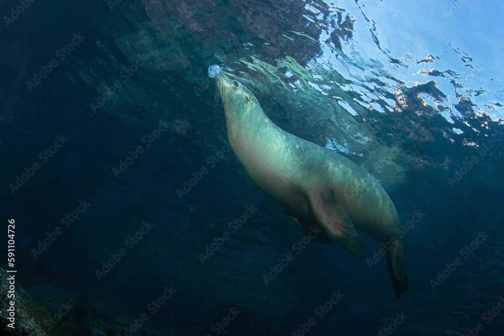 Image of a single Steller sea lion swimming in the water. Image of a single Steller sea lion swimming in the water.