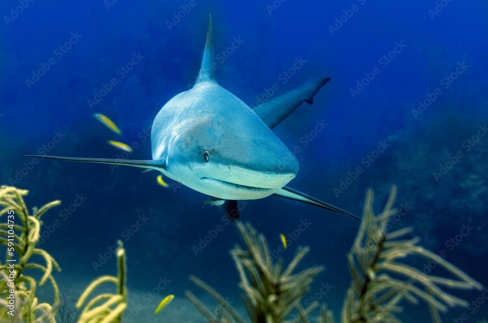 Image of a single Bull shark swimming in the water. Stock Photo | Adobe