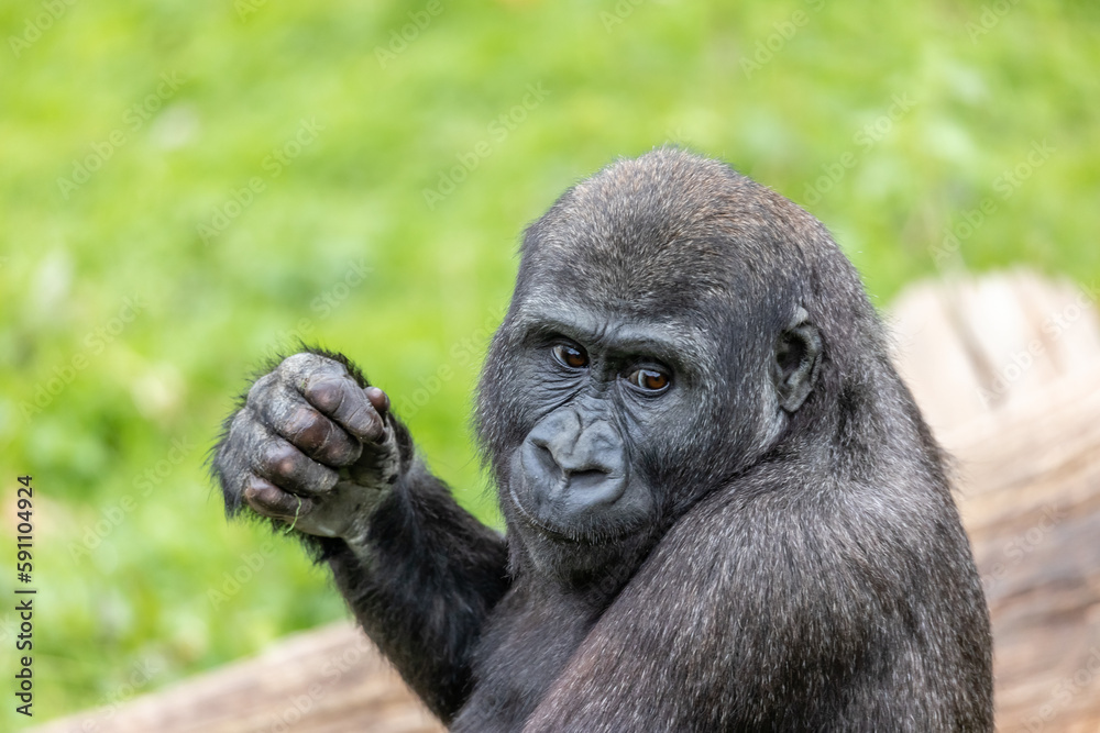 One of the young Gorillas from Port Lympne