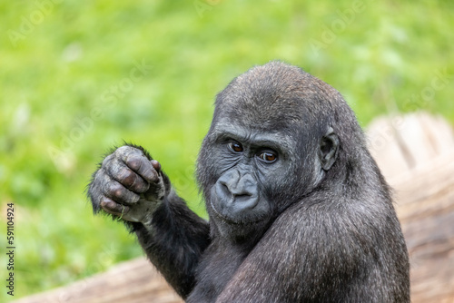 One of the young Gorillas from Port Lympne