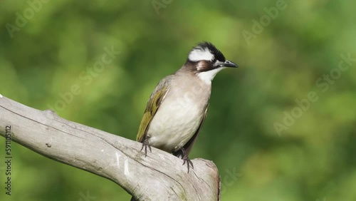 Bird stay on branch and fly away, light-vented bulbul (Pycnonotus sinensis formosae) is an endemic songbird of Taiwan. Active, fearless, adventurous, and adaptive to urban environment. photo