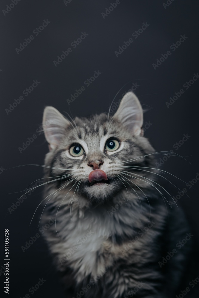 Vertical portrait of a gray Siberian cat on a gray background, looking up