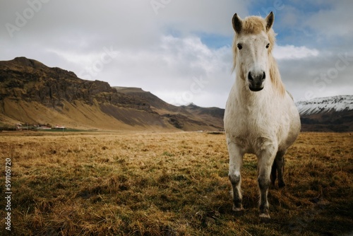 Beautiful white horse (Equus caballus) standing on a dry meadow with hills in the background