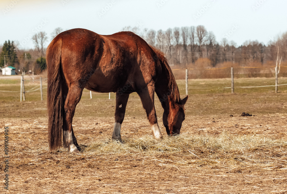 Obraz premium Horse stable, close-up of a horse, spring in nature, horses grazing in paddocks