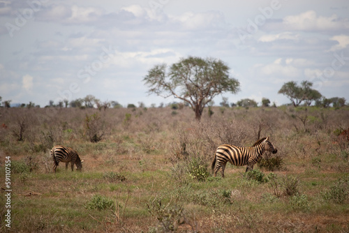 Beautiful landscape in Africa  savanna taken on a safari. beautiful views of Kenya and its animal world. Panorama  sunrise  mountains  clouds and animals in Kenya