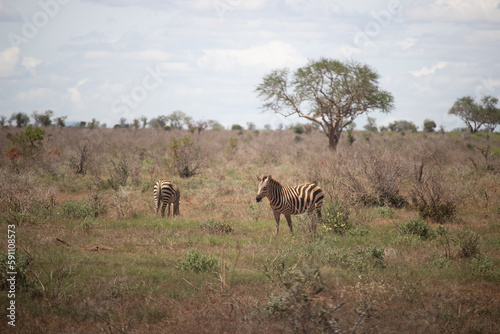 Beautiful landscape in Africa  savanna taken on a safari. beautiful views of Kenya and its animal world. Panorama  sunrise  mountains  clouds and animals in Kenya