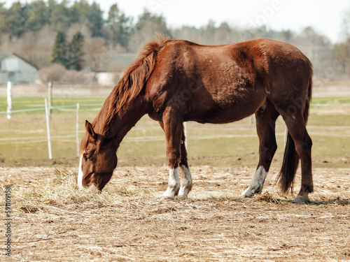 Horse stable, close-up of a horse, spring in nature, horses grazing in paddocks