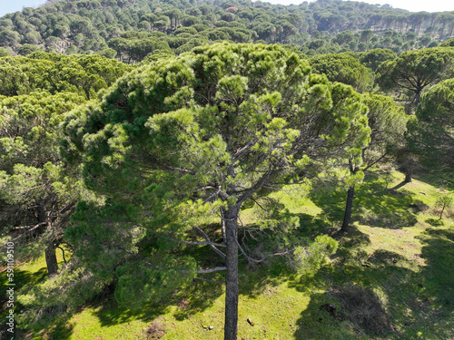 Kozak Plateau is between Bergama-Ayvalık district centers within the borders of İzmir in the Aegean. Aerial drone view of Pinus pinea trees in Kozak plateau. Kozak yaylasi - Turkey. photo