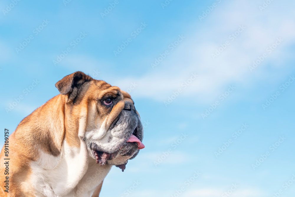 Portraut of Red English British Bulldog Dog against blu sky. High-quality photo for card and calendar Portraut of Red English British Bulldog Dog against blu sky. High-quality photo for card and calendar