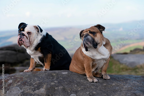 Red  and  Black tri-color English bulldogs sitting on top of mountain at Peak District on a sunny warm day. © Iryna