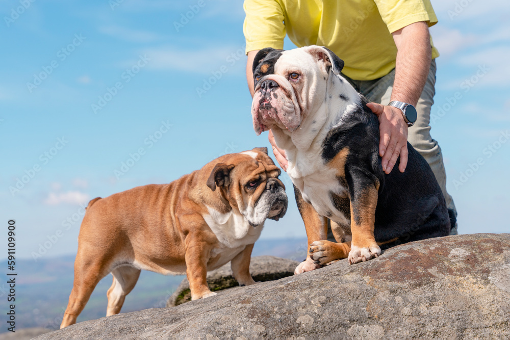 Obraz premium A happy pensioner with English bulldogs on top of mountain, going for a walk in Peak District on Autumn day. Dog training. Free time in retirement.