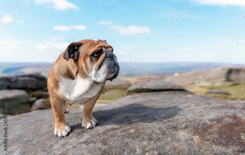Fototapeta Naklejka Na Ścianę i Meble -  English bulldog on top of mountain sitting on top of mountain at Peak District on a sunny warm day.