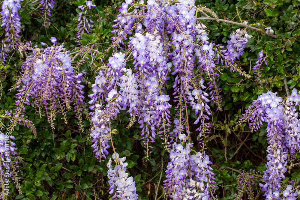 Obraz premium Selective focus of purple flowers Wisteria sinensis or Blue rain, Chinese wisteria is species of flowering plant in the pea family, Its twisting stems and masses of scented flowers in hanging racemes.