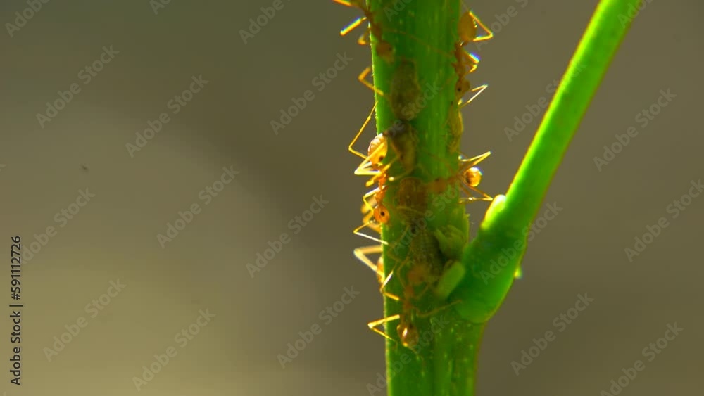 Red giant ants are traveling on tree branches Red giant ants are traveling on tree branches