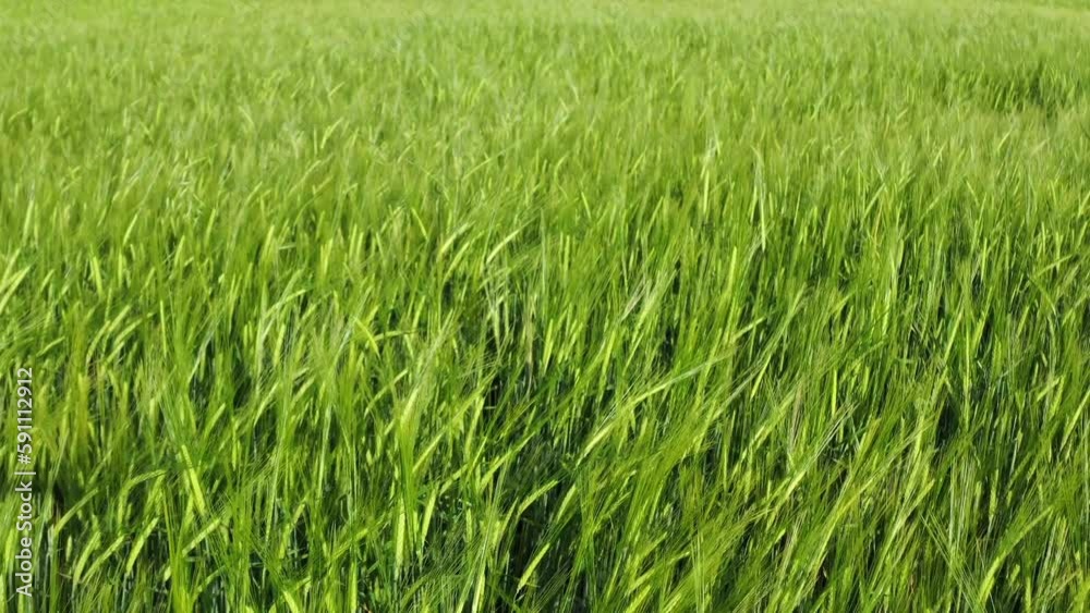 Field of green barley ears. Sustainable agriculture Field of green barley ears. Sustainable agriculture