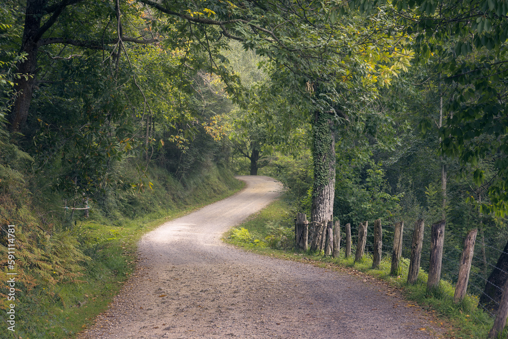 Fototapeta premium Beautiful Atlantic Forest in Asturias, Spain