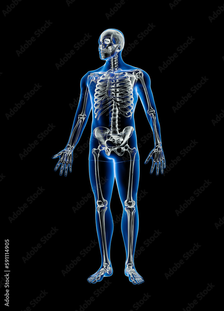 Xray front view of full human skeleton with male body 3D rendering illustration isolated on black background with copy space. Anatomy, osteology, skeletal system, science, biology, medical concept.