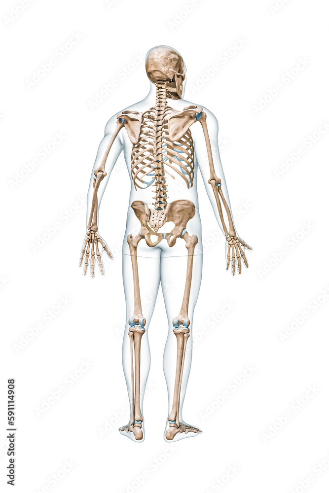 Back view of accurate full human skeleton with male body 3D rendering illustration isolated on white with copy space. Anatomy, blank medical diagram, skeletal system, science, biology concept. Back view of accurate full human skeleton with male body 3D rendering illustration isolated on white with copy space. Anatomy, blank medical diagram, skeletal system, science, biology concept.