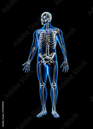 Xray front view of full human skeleton with male body 3D rendering illustration isolated on black background with copy space. Anatomy, osteology, skeletal system, science, biology, medical concept. © Matthieu