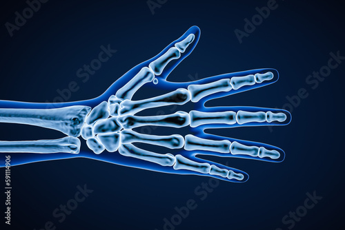 X-ray dorsal or posterior view of right human hand bones with body contours 3D rendering illustration. Skeletal anatomy, osteology, science, biology, medical and healthcare concept. photo