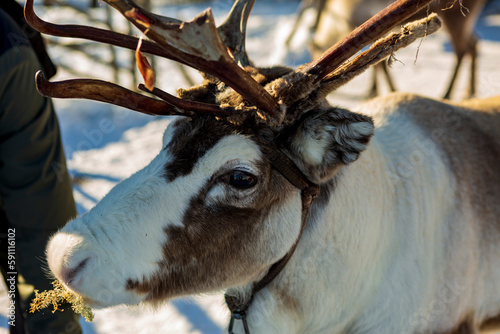 The Sami village of Jukkasjarvi in Kiruna, reindeer free in the snow in Swedish Lapland photo