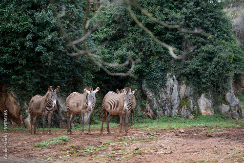 zebras in cabarceno natural reserve in cantabria, spain photo