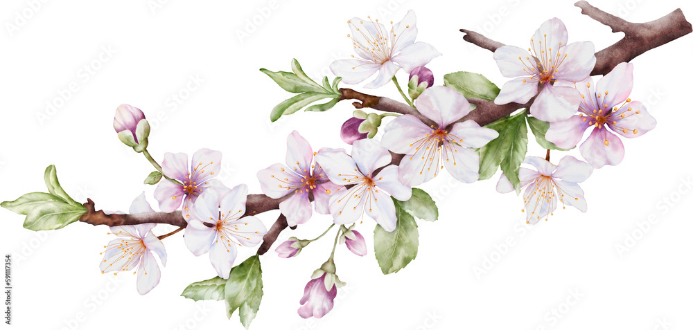Fototapeta premium Watercolor cherry blossoms bloom on the branches