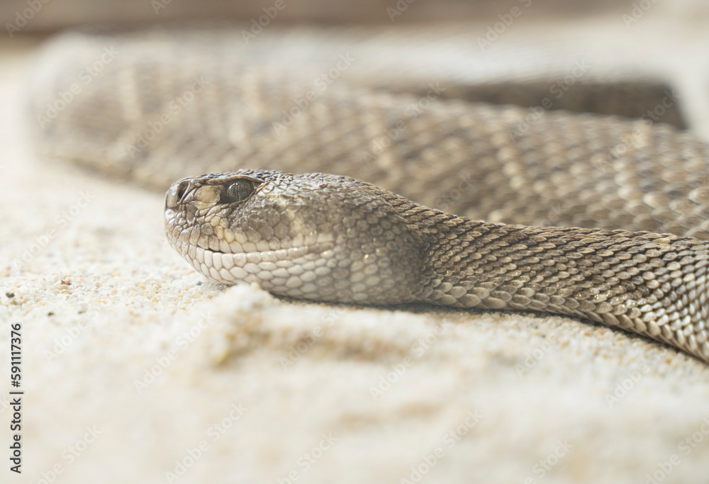 Obraz premium close up shot of a rattlesnake resting in the sand 
