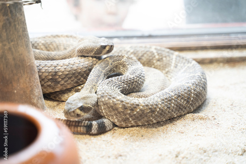 close up shot of a rattlesnake resting in the sand  photo