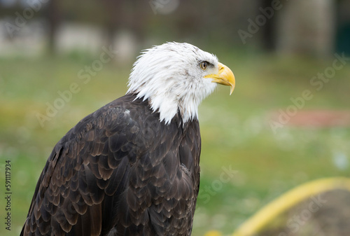 american bald eagle (Haliaeetus leucocephalus) in cabarceno Natural park (close up shot)
