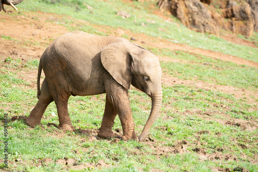 Fototapeta premium cute baby elephant walking on a green field in african grasslands