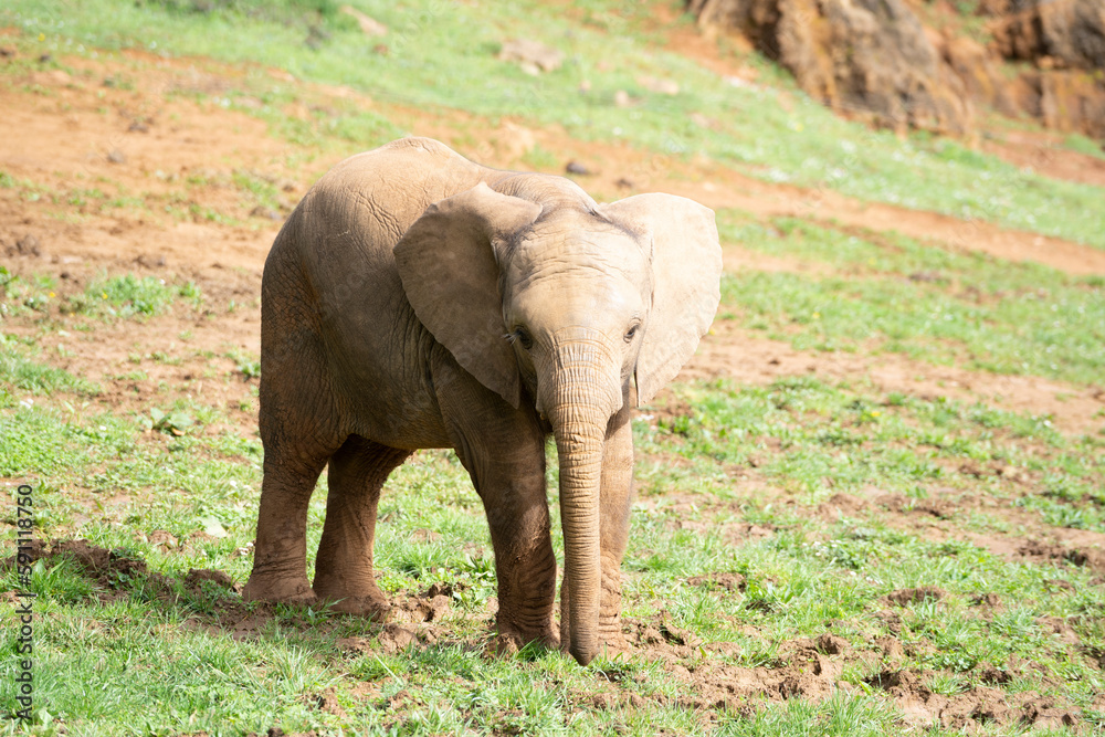 Fototapeta premium baby elephant walking on green field in Cabarceno Natural Park, Spain