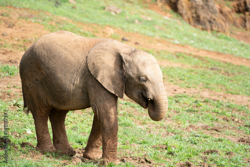 baby elephant walking on green field in Cabarceno Natural Park, Spain