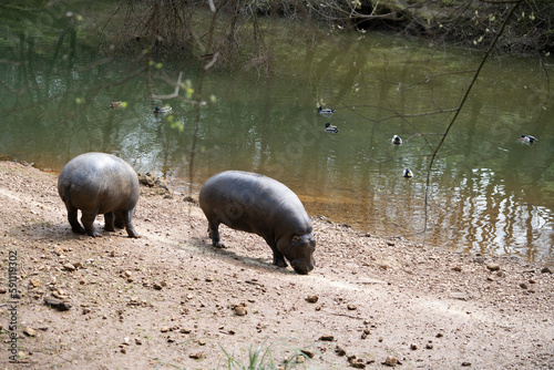 Pigmeus hippo (Choeropsis liberiensis) looking for food next to a river  