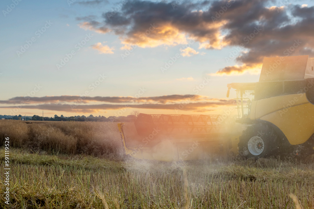 Fototapeta premium Wheat harvesting in the summer season by a modern combine harvester. Farmers securing food supply and feeding the nation