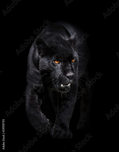 portrait of a black panther walking toword you in a black background