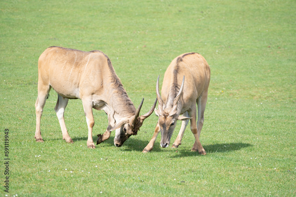 two eland antelope (Taurotragus oryx ) males fighting each other on the grasslands