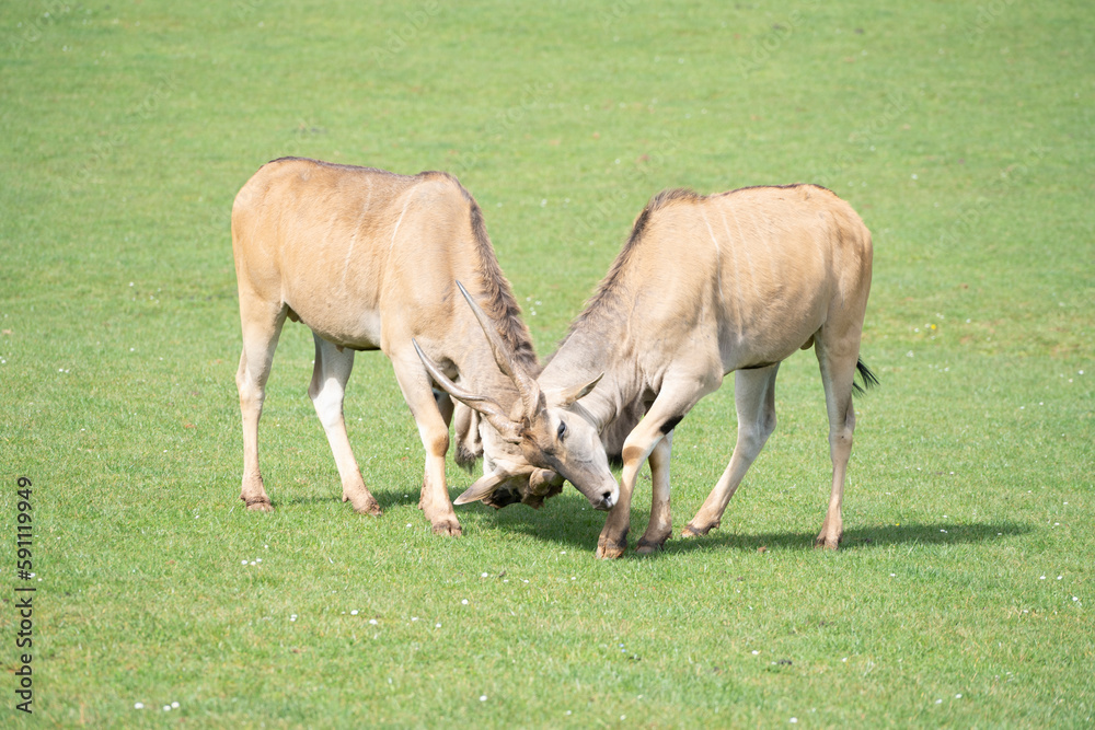 two eland antelope (Taurotragus oryx ) males fighting each other on the grasslands