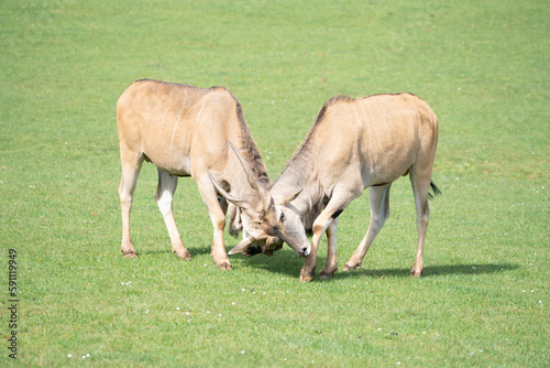 two eland antelope (Taurotragus oryx ) males fighting each other on the grasslands