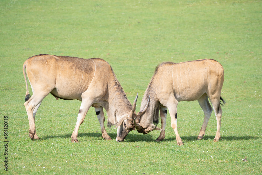 two eland antelope (Taurotragus oryx ) males fighting each other on the grasslands two eland antelope (Taurotragus oryx ) males fighting each other on the grasslands