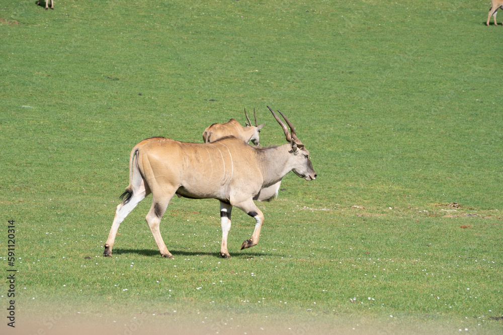 eland antelopes (Taurotragus oryx ) pasturing on a green field in the grasslands eland antelopes (Taurotragus oryx ) pasturing on a green field in the grasslands