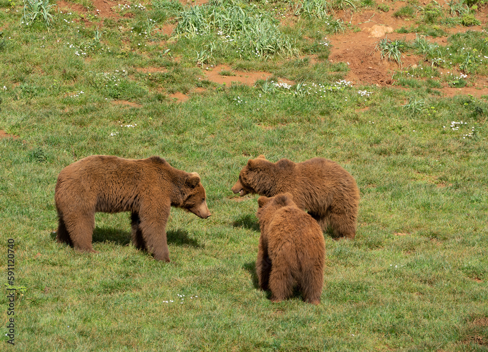 two male brown bears fighting each other on the grass two male brown bears fighting each other on the grass