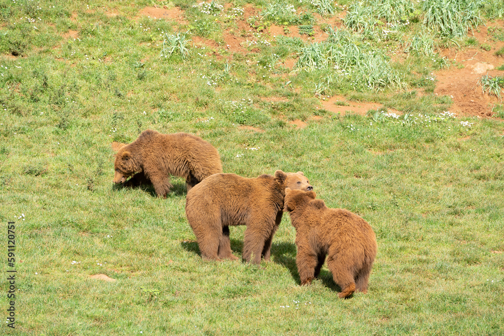 two male brown bears fighting each other on the grass two male brown bears fighting each other on the grass