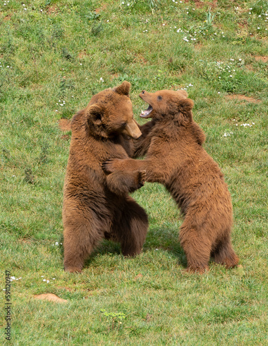 two male brown bears fighting each other on the grass