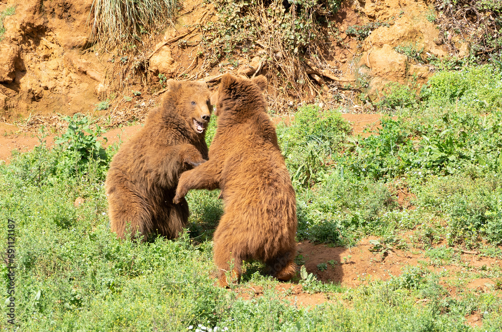 Fototapeta premium two male brown bears fighting each other on the grass