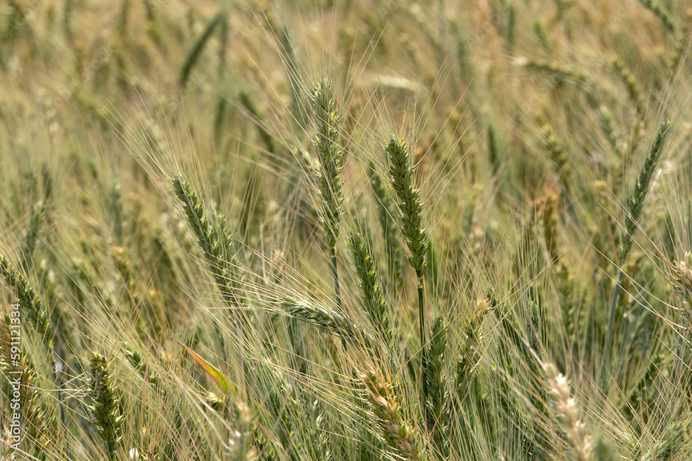 Ripening ears of rye on an agricultural field. Selective focus. Ripening ears of rye on an agricultural field. Selective focus.