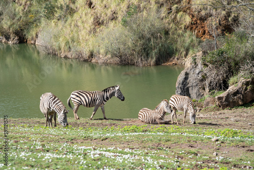 african zebras walking peacefully next to a river  Equus zebra 