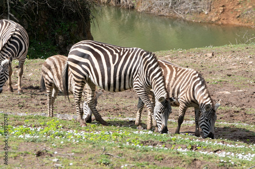 african zebras walking peacefully next to a river  Equus zebra 