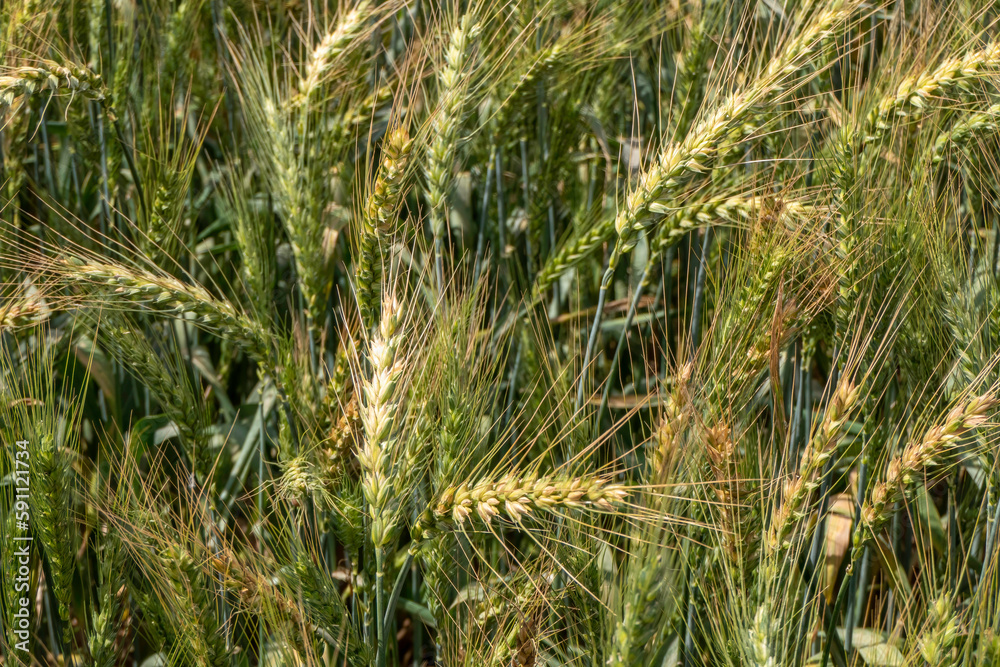 Ripening ears of rye on an agricultural field. Selective focus. Ripening ears of rye on an agricultural field. Selective focus.