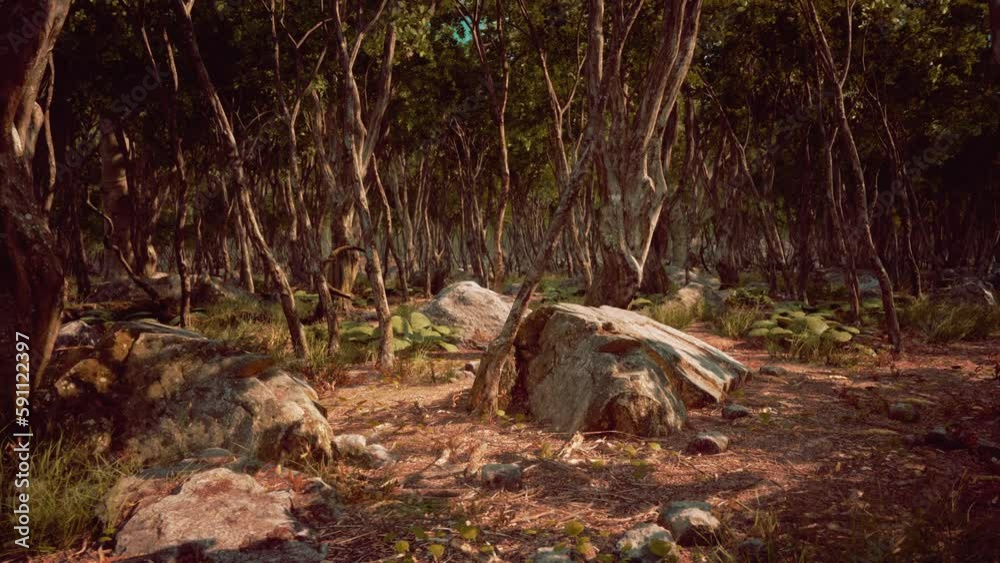 Roots of a tree in a misty forest Roots of a tree in a misty forest